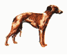 Whippet