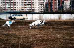 Бега  русских псовых борзых 2004г.