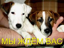 щенки